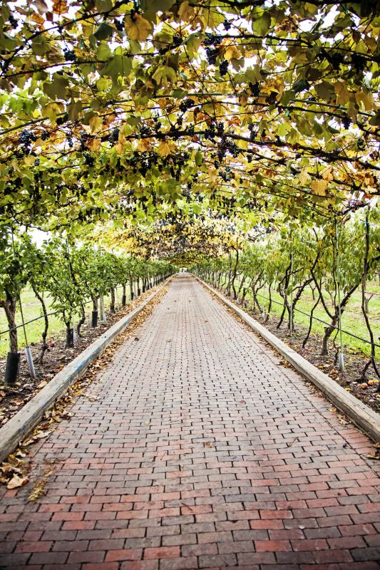 Grape Trellis Construction