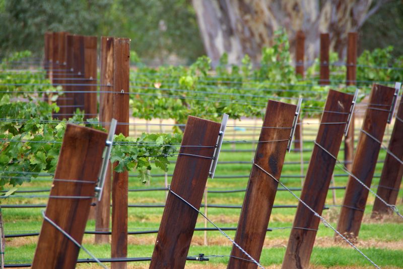 Grape Trellis Construction