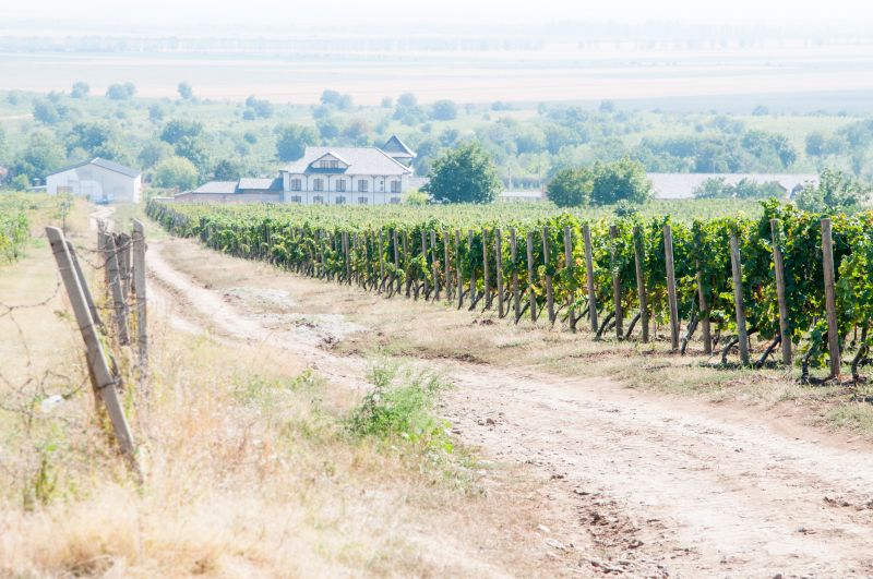 Grape Trellis Design