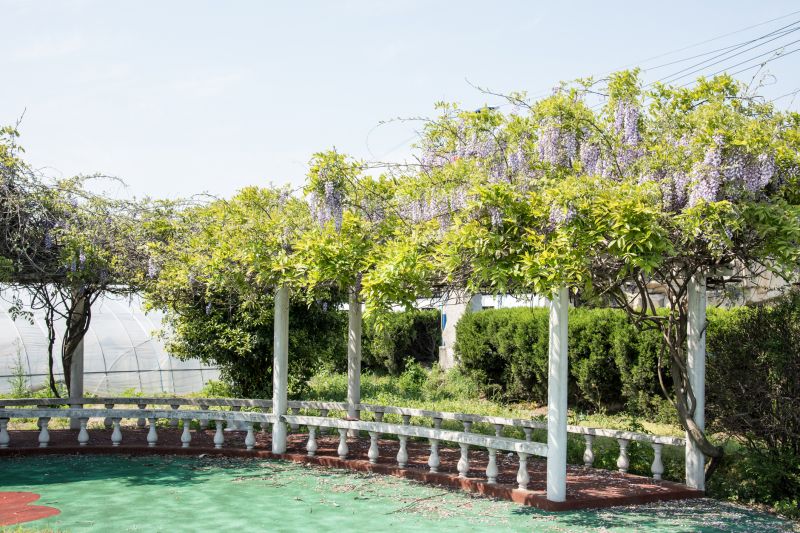 Grape Trellis Installation in Winter