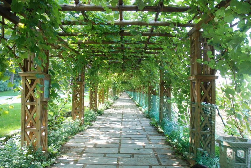 Grape Trellis Design