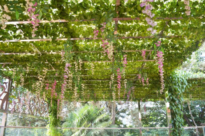 Grape Trellis Construction